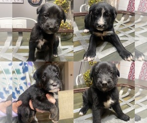 Shepadoodle Puppy for sale in CROMWELL, KY, USA