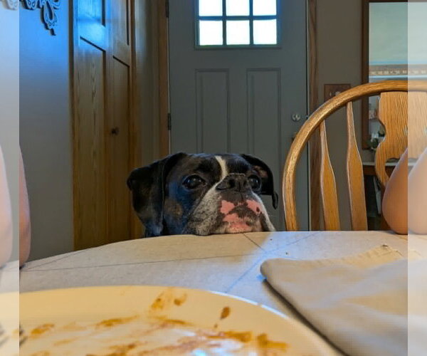 Medium Photo #3 Boxer Puppy For Sale in Woodbury, MN, USA