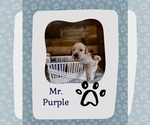Puppy Mr Purple Golden Retriever