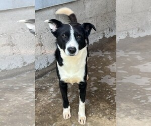 Border Collie-Unknown Mix Dogs for adoption in Crystal, MN, USA