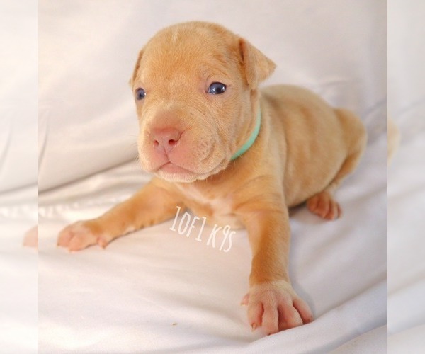 Medium Photo #37 American Bully Puppy For Sale in PALMDALE, CA, USA