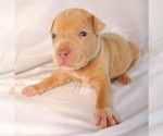 Small Photo #37 American Bully Puppy For Sale in PALMDALE, CA, USA