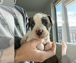 Puppy Sterling American Pit Bull Terrier