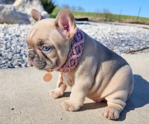 French Bulldog Puppy for sale in GRANDVIEW, MO, USA