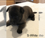 Small Photo #13 Belgian Malinois Puppy For Sale in LABADIE, MO, USA