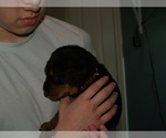 Small Photo #28 Airedale Terrier Puppy For Sale in CHARLESTOWN, IN, USA