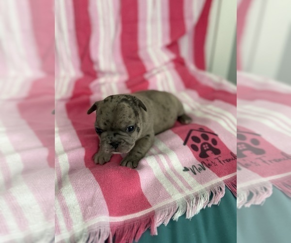 Medium Photo #4 French Bulldog Puppy For Sale in OPP, AL, USA