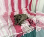 Small #3 French Bulldog
