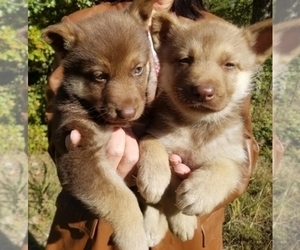 German Shepherd Dog-Siberian Husky Mix Puppy for sale in NEOSHO, MO, USA