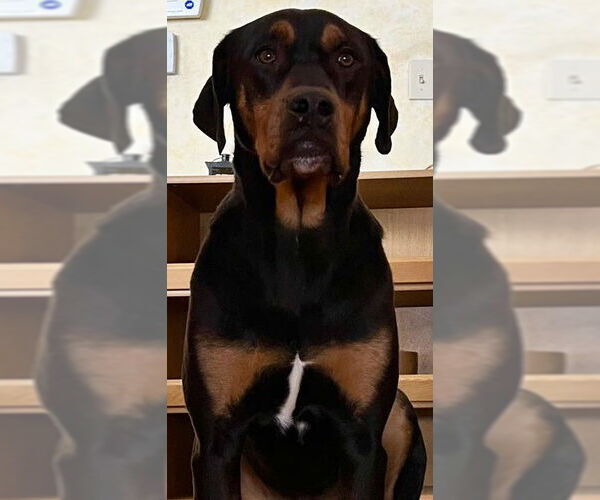 Medium Photo #2 Rottweiler-Unknown Mix Puppy For Sale in Hillsboro, NH, USA