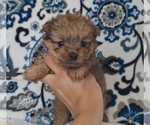 Small Photo #13 Yoranian Puppy For Sale in LEWISBURG, KY, USA