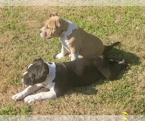 American Bully Puppy for sale in WEBSTER, NY, USA