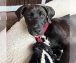 Small #4 Labrador Retriever Mix