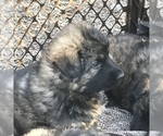 Small Photo #8 German Shepherd Dog Puppy For Sale in CHARLOTTESVILLE, VA, USA