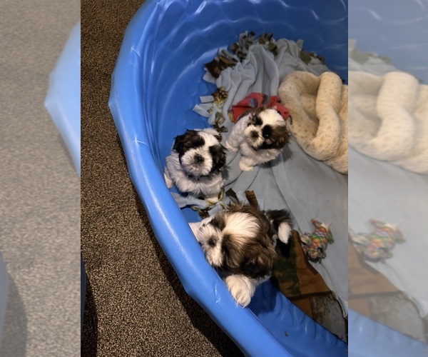 Medium Photo #4 Shih Tzu Puppy For Sale in OUTLOOK, WA, USA