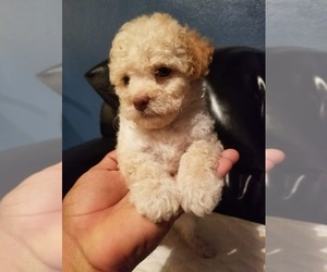Poodle (Miniature) Puppy for sale in MIDLOTHIAN, TX, USA