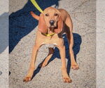 Small #1 American Foxhound-Redbone Coonhound Mix