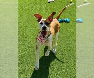 LULU - Female Mutt Dog for Adoption - Photo #2
