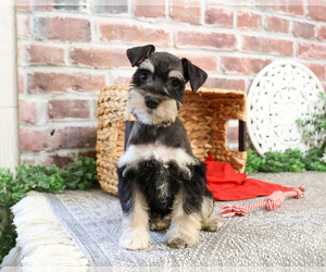 Schnauzer (Miniature) Puppy for sale in SYRACUSE, IN, USA