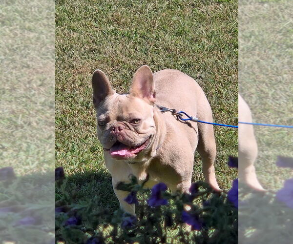 Medium Photo #1 French Bulldog Puppy For Sale in RUSHVILLE, IN, USA