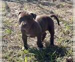 Puppy 6 American Pit Bull Terrier