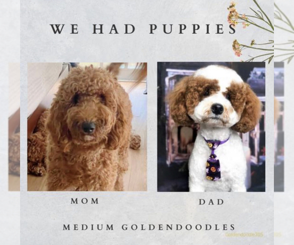Medium Photo #1 Goldendoodle Puppy For Sale in EL PORTAL, FL, USA