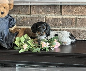 Dachshund Puppy for Sale in NILES, Michigan USA