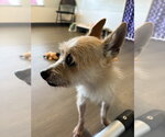 Small #3 Mutt