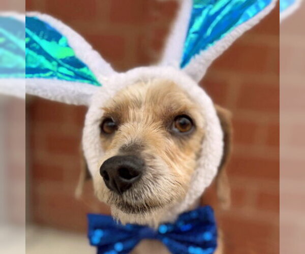 Medium Photo #8 Dachshund-Unknown Mix Puppy For Sale in Arlington, VA, USA