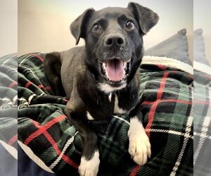 Collie-Labrador Retriever Mix Dogs for adoption in Kanab, UT, USA