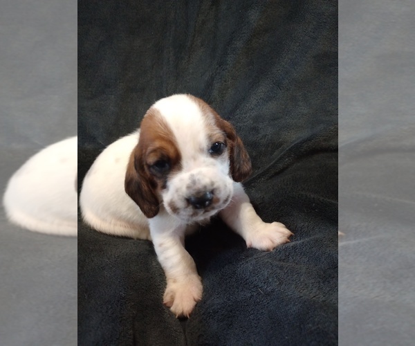 Medium Photo #1 Basset Hound Puppy For Sale in MOUNTAIN VIEW, AR, USA