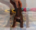 Small Photo #6 Great Dane Puppy For Sale in SPRAGGS, PA, USA