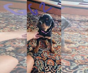 Rottweiler Puppy for sale in CHRISTIANSBURG, VA, USA