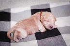Small Photo #5 Labradoodle Puppy For Sale in FERNDALE, CA, USA