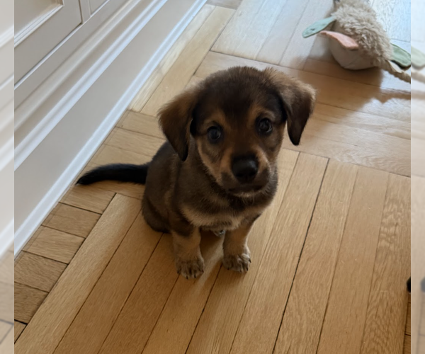 Medium Photo #2 Mutt Puppy For Sale in Brooklyn, NY, USA