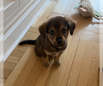 Small #1 Mutt