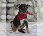 Small Photo #5 Australian Shepherd-Unknown Mix Puppy For Sale in Dana Point, CA, USA
