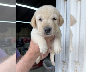 Labrador Retriever Puppy for sale in GREENVILLE, NC, USA