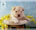 Small Photo #8 Pomeranian-Pomsky Mix Puppy For Sale in RAMSEY, MN, USA