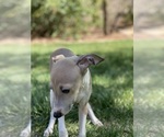Small Photo #13 Italian Greyhound Puppy For Sale in SAINT GEORGE, UT, USA