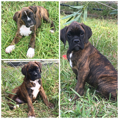 Boxer Puppy for sale in PEARLAND, TX, USA