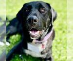 Small #2 Labrador Retriever Mix