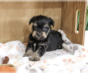 Schnauzer (Miniature) Puppy for sale in SYRACUSE, IN, USA