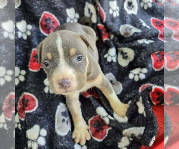 Medium Photo #10 American Bully Puppy For Sale in RICHMOND, VA, USA