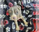 Small #1 American Bully