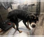 Small American Staffordshire Terrier-Border Collie Mix