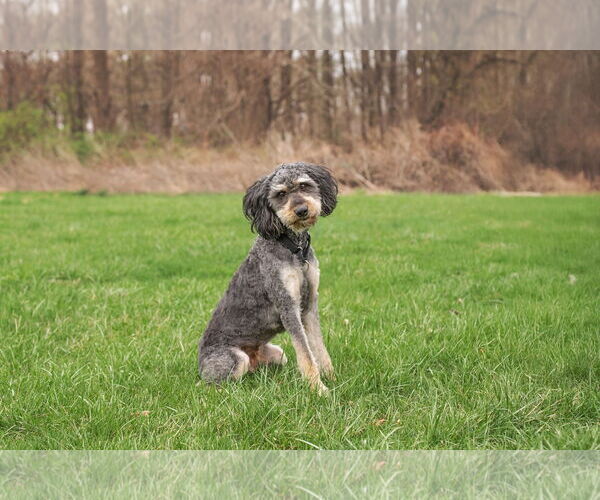 Medium Photo #2 Aussiedoodle Puppy For Sale in Landenberg, PA, USA