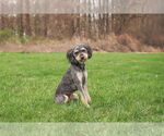 Small #1 Aussiedoodle