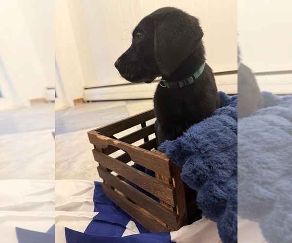 Medium Photo #2 Labrador Retriever Puppy For Sale in ELKTON, MD, USA