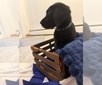 Small #1 Labrador Retriever